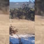 Boyabat kırsalında geyik ve karacalardan oluşan sürü, vatandaşların cep telefonlarıyla görüntülendi.