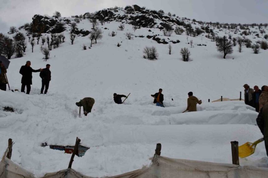 Beytüşşebap’ta çığ altında kalan bal arıları, köylüler tarafından kurtarıldı.