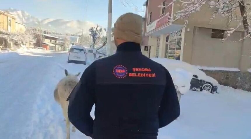 Şırnak’ta soğuk hava nedeniyle yüzlerce hayvan barınaklara alındı.