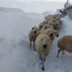 Sivas’ta kar kalınlığı bazı bölgelerde 2 metreyi geçti, hayvancılar en çok etkilenenler oldu.