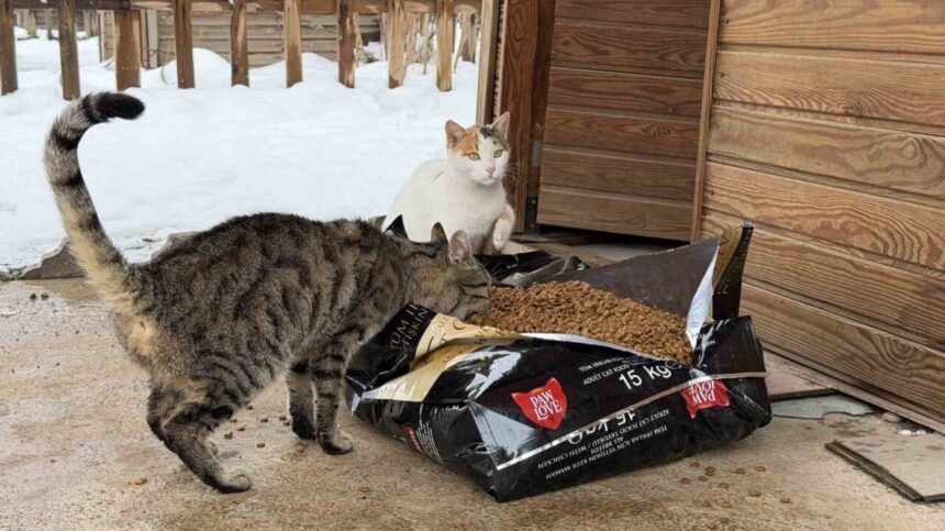 Kahramanmaraş Belediyesi, olumsuz hava koşullarında yiyecek bulmakta zorlanan sokak hayvanlarına mama dağıtıyor.