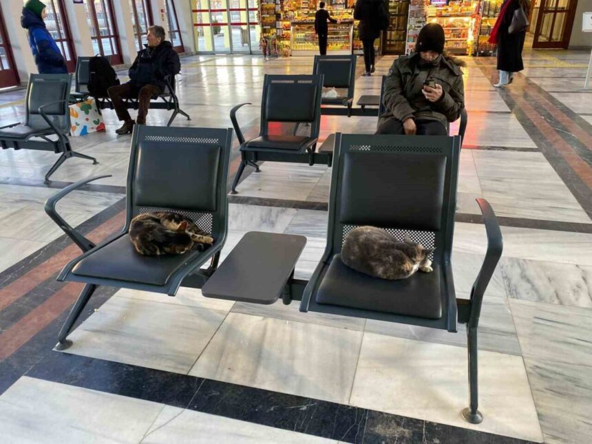 Eskişehir’de soğuk havada üşüyen sokak kedileri, tren garında sıcacık yuvalandı.