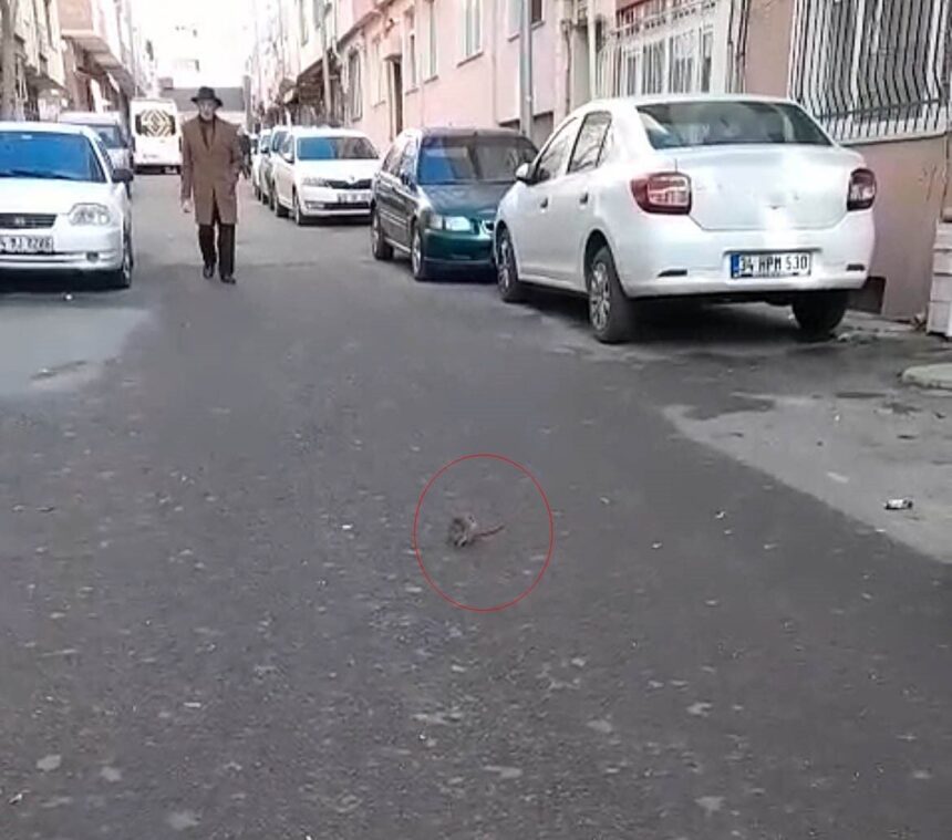 Çorlu’da Terk Edilmiş Dükkan Farelerle Dolu, Vatandaşlar Tepki Gösterdi Çorlu’da Terk Edilmiş Dükkan Farelerle Dolu, Vatandaşlar Tepki Gösterdi