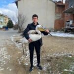 Afyonkarahisar’da bir genç, yaralı pelikanı bulup koruma altına aldırdı.