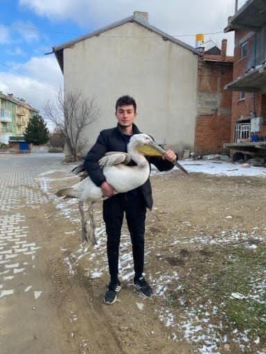Afyonkarahisar’da bir genç, yaralı pelikanı bulup koruma altına aldırdı. Afyonkarahisar’da bir genç, yaralı pelikanı bulup koruma altına aldırdı.