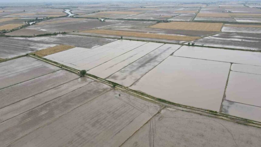 Söke’de 2026 Üretim Yılı için tarımsal ürün beyanları açıklandı, 112 farklı ürün kaydedildi. Söke’de 2026 Üretim Yılı için tarımsal ürün beyanları açıklandı, 112 farklı ürün kaydedildi.