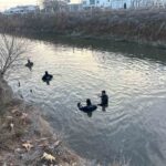 Harran’da sulama kanalına düşen otomobilin sürücüsünü arama çalışmaları 10. gününde sürüyor.