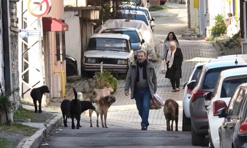 Samsun’da mezarlık çevresinde dolaşan başıboş köpekler, toplama ekiplerini görünce kaçtılar. Samsun’da mezarlık çevresinde dolaşan başıboş köpekler, toplama ekiplerini görünce kaçtılar.