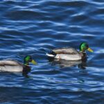 Tatvan’da Van Gölü kenarında yeşilbaş ördekler görüntülendi.