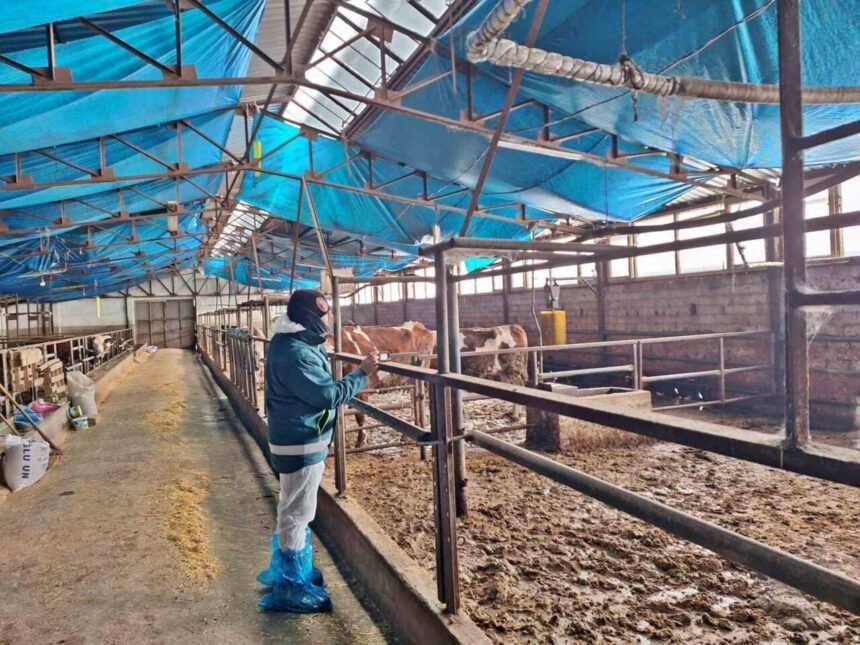 Tavşanlı’da 2026 yılı besilik hayvan ithalatı için kapasite tespit çalışmaları devam ediyor. Tavşanlı’da 2026 yılı besilik hayvan ithalatı için kapasite tespit çalışmaları devam ediyor.