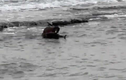 Nesli tehdit altındaki su samuru, Tekirdağ kıyısında balık avlarken görüntülendi. Nesli tehdit altındaki su samuru, Tekirdağ kıyısında balık avlarken görüntülendi.