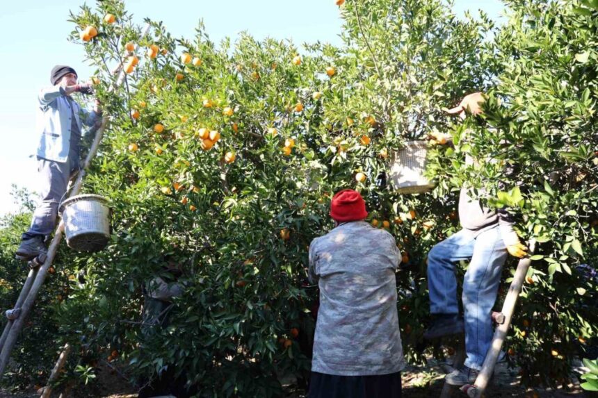 Kozan’da Coğrafi İşaretli Portakal Hasadına Başlandı, Kilogramı 10-13 TL’den Satılıyor