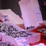 Hava sıcaklıkları hamsi sürülerinin Gürcistan’a yönelmesine neden oldu, Sakarya’da istavrit talebi arttı.