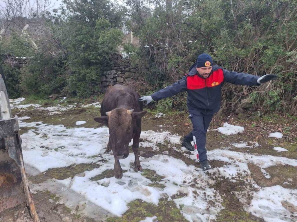 Niksar’da su kuyusuna düşen inek, itfaiye ekipleri tarafından kurtarıldı.