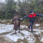 Niksar’da su kuyusuna düşen inek, itfaiye ekipleri tarafından kurtarıldı.