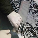 Trabzon’da 2025’te 43 kişiye 3,2 milyon TL ceza verildi, 1.491 kg su ürününe el konuldu.