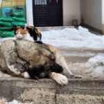 Tunceli’de soğuk havada bir kedinin uyuyan köpeğin sırtında durması görenleri mutlu etti.