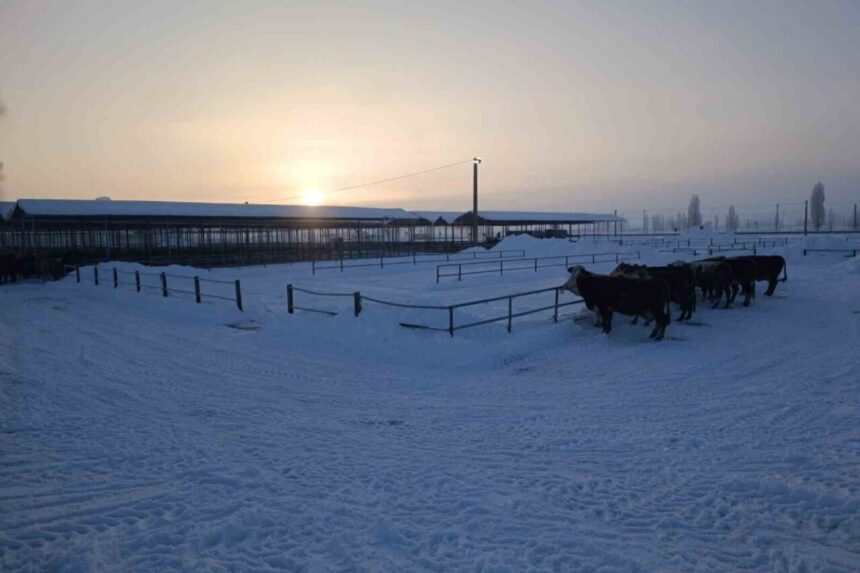 Şarkışla’daki Türkiye’nin en büyük hayvan pazarı, olumsuz hava koşulları nedeniyle kapatıldı. Şarkışla’daki Türkiye’nin en büyük hayvan pazarı, olumsuz hava koşulları nedeniyle kapatıldı.