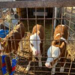 Edirne Orhaniye köyünde üçüz buzağılar doğdu, Tarım Müdürü Köse onlara altın hediye etti.