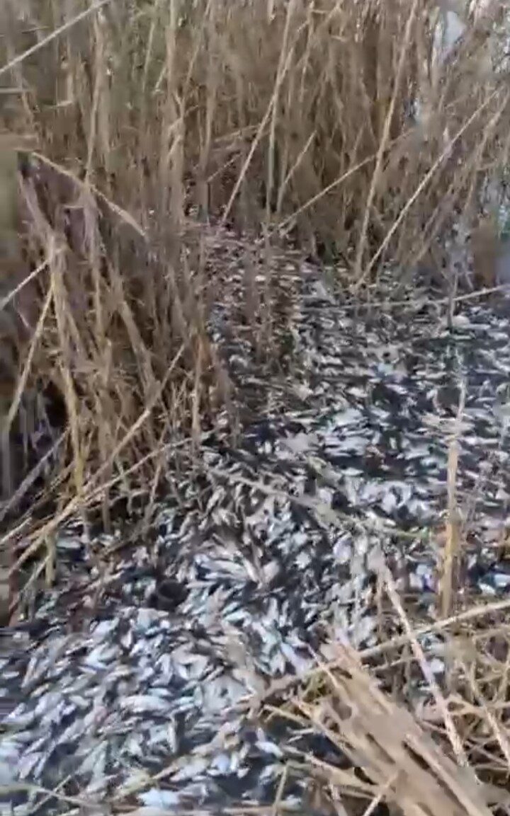 Bursa’da Uluabat Deresi’nde binlerce ölü balık tespit edildi, vatandaşlar yetkililerden inceleme talep etti.