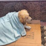 Ereğli’de kar altında üşüyen sokak köpeğine esnafın yorgan ile yardım ettiği anlar dikkat çekti.