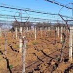 Manisa’nın Sarıgöl ilçesinde bir üzüm üreticisi, verim düşüklüğü sebebiyle bağını kesip Thompson çekirdeksiz üzüm dikecek.