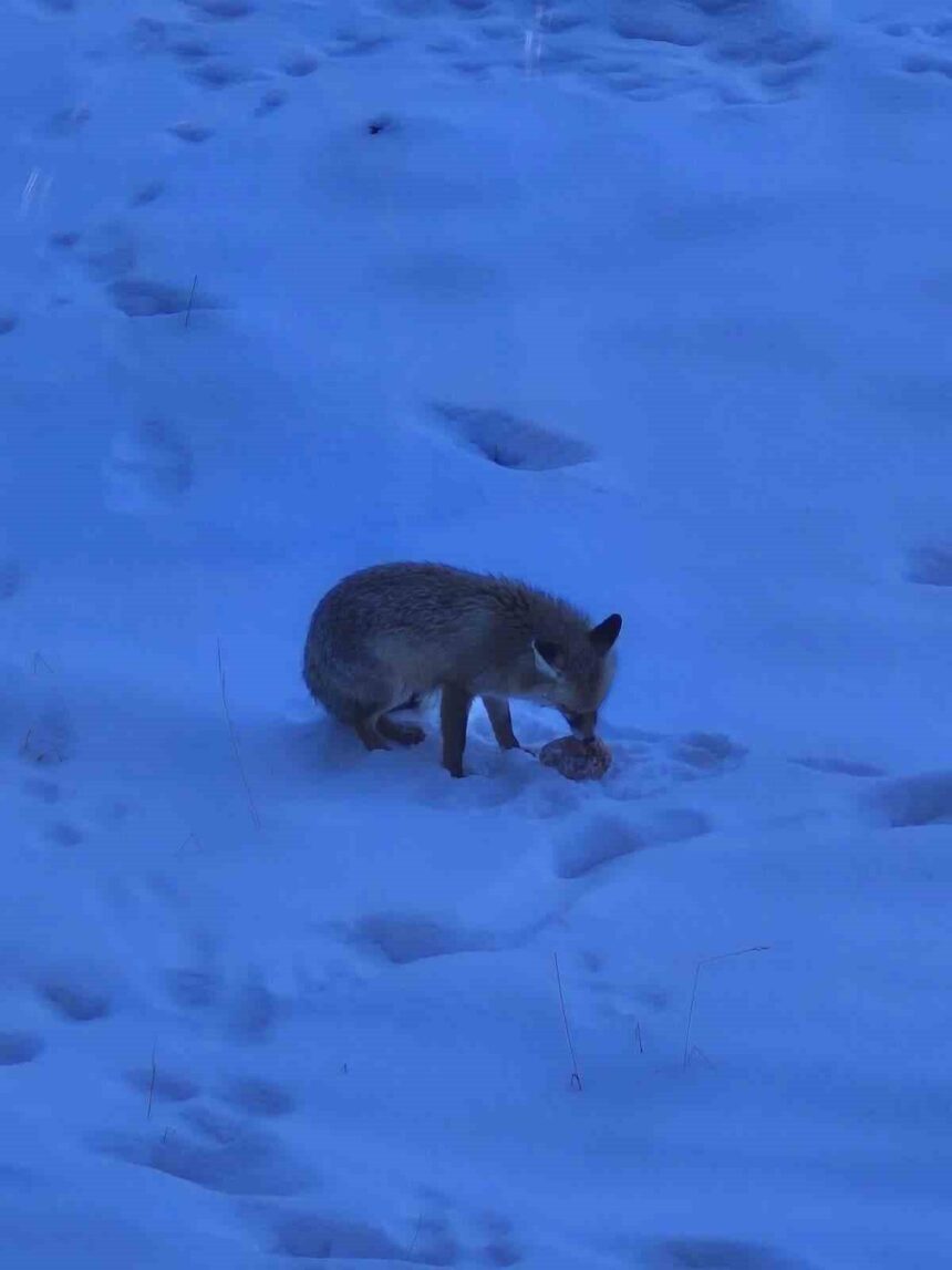 Yozgat Valiliği bahçesinde dolaşan tilki, çalışanların yüzlerini güldürdü. Yozgat Valiliği bahçesinde dolaşan tilki, çalışanların yüzlerini güldürdü.