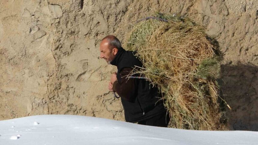 Çatak’ta besiciler kış aylarında hayvanlarını samanla besliyor, zorlu hava koşullarında bakım yapıyor. Çatak’ta besiciler kış aylarında hayvanlarını samanla besliyor, zorlu hava koşullarında bakım yapıyor.