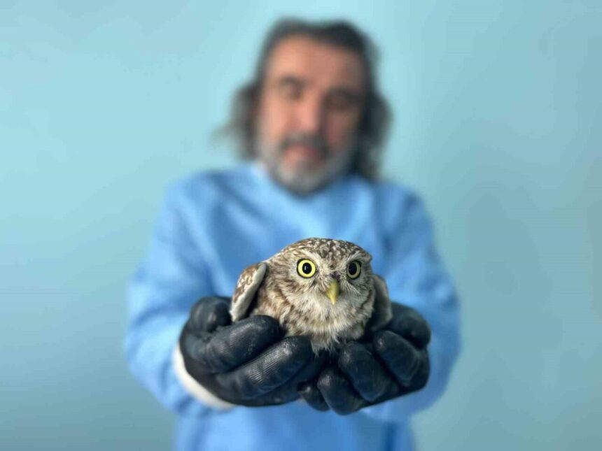 YYÜ Yaban Hayvanları Koruma Merkezi, Kışta Zorluğa Düşen Yaban Hayvanlarını Rehabilite Ediyor YYÜ Yaban Hayvanları Koruma Merkezi, Kışta Zorluğa Düşen Yaban Hayvanlarını Rehabilite Ediyor