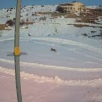 Sivas’ta köyde avlanan vaşağın, bir gün sonra iki kurt tarafından kovalanma anları kameraya yansıdı.