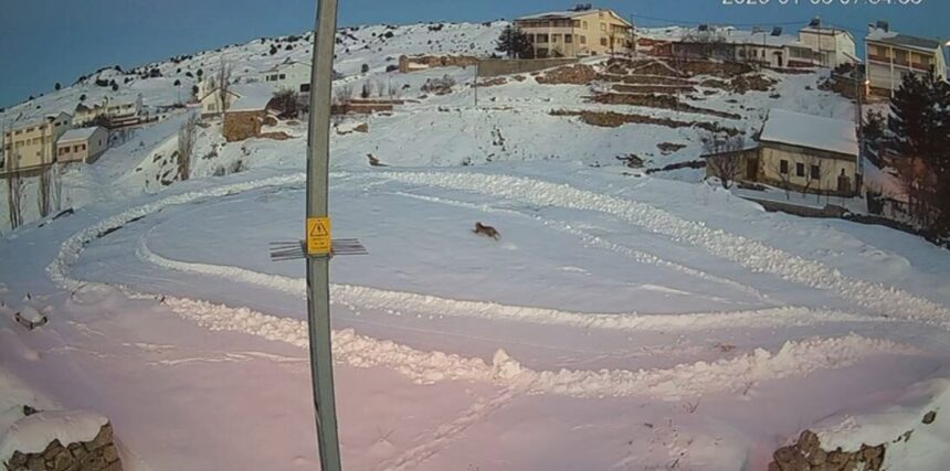 Sivas’ta köyde avlanan vaşağın, bir gün sonra iki kurt tarafından kovalanma anları kameraya yansıdı. Sivas’ta köyde avlanan vaşağın, bir gün sonra iki kurt tarafından kovalanma anları kameraya yansıdı.