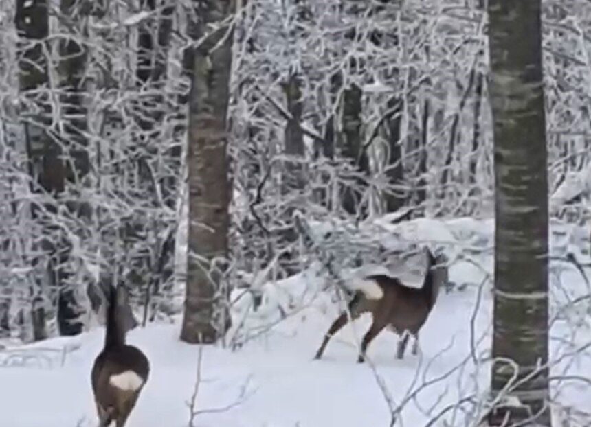 Geyve’de kar nedeniyle aç kalan yaban hayvanları için yem bırakan vatandaş, iki geyik gördü.