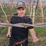 Yağışların bitmesiyle Sarıgöl’deki üzüm üreticileri bakım ve gübreleme çalışmalarına başladı.