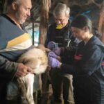 Yalova Tarım ve Orman İl Müdürlüğü, 2025’te hayvan sağlığını korumak için yoğun çaba gösterdi.