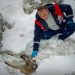 Bitlis’te yaralı bir kurt, koruma altına alınarak Tatvan’daki rehabilitasyon merkezine götürüldü.