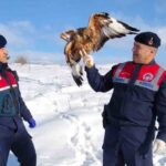 Yozgat’ta yaralı kızıl şahin, koruma altına alındı.