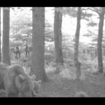 Bozayıların yaban hayatı fotokapanla görüntülendi, yavruların sevimliliği gözler önüne serildi.