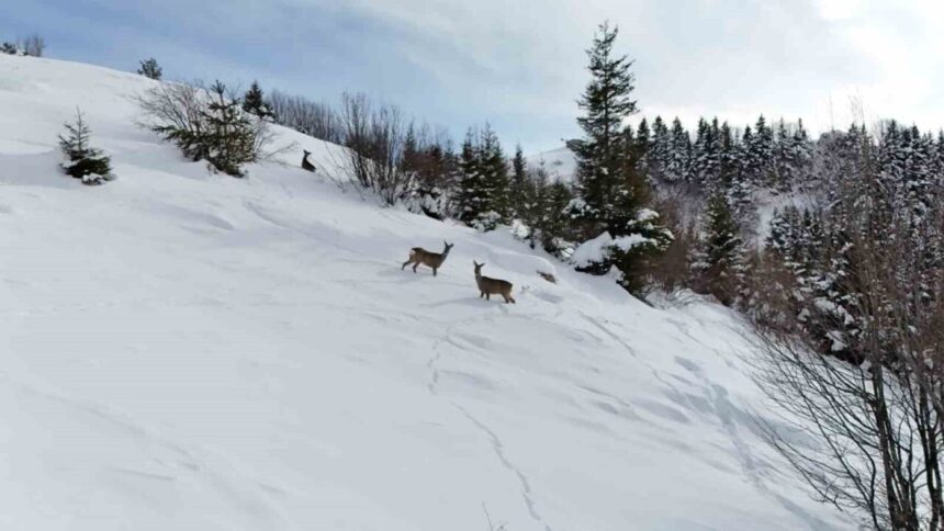 Kulakkaya Yaylası’nda kar yağışının ardından doğa beyaza büründü, karacalar dronla görüntülendi. Kulakkaya Yaylası’nda kar yağışının ardından doğa beyaza büründü, karacalar dronla görüntülendi.