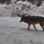 Ovacık’ta fotokapana vaşak ve kurtlar yansıdı.