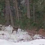 Bolu’nun Göynük ve Mudurnu ilçelerinde kar yağışı sonrası doğa, geyik ve karaca sürüleriyle doldu.