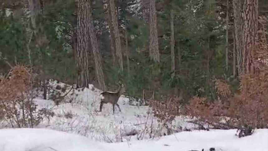Bolu’nun Göynük ve Mudurnu ilçelerinde kar yağışı sonrası doğa, geyik ve karaca sürüleriyle doldu. Bolu’nun Göynük ve Mudurnu ilçelerinde kar yağışı sonrası doğa, geyik ve karaca sürüleriyle doldu.