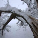 Harput Mahallesi’nde Yoğun Kar Yağışı Ağaçların Dallarını Kırdı