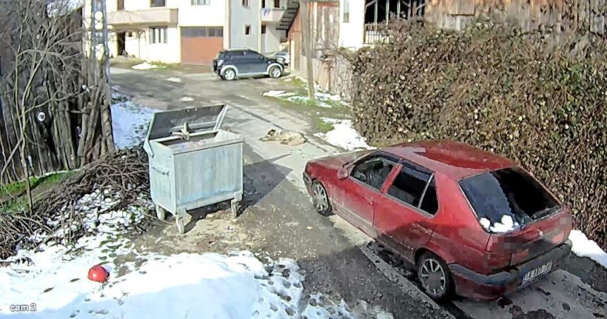 Bolu’da Sürücü, Yolda Yatan Köpeğe Çarparak Devam Etti; Köpek Tedavi Altına Alındı Bolu’da Sürücü, Yolda Yatan Köpeğe Çarparak Devam Etti; Köpek Tedavi Altına Alındı