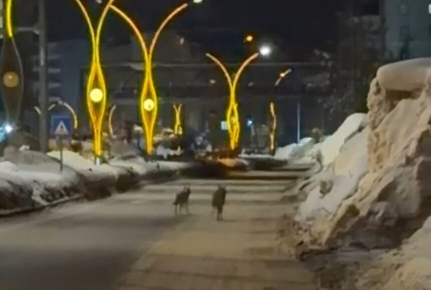 Yüksekova’da Kurtlar Yiyecek Arayışıyla İlçe Merkezine İndi Yüksekova’da Kurtlar Yiyecek Arayışıyla İlçe Merkezine İndi