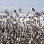 Tokat’taki Kaz Gölü, kar yağışının ardından beyaza büründü; dronla çekilen kış görüntüsü etkileyici oldu.